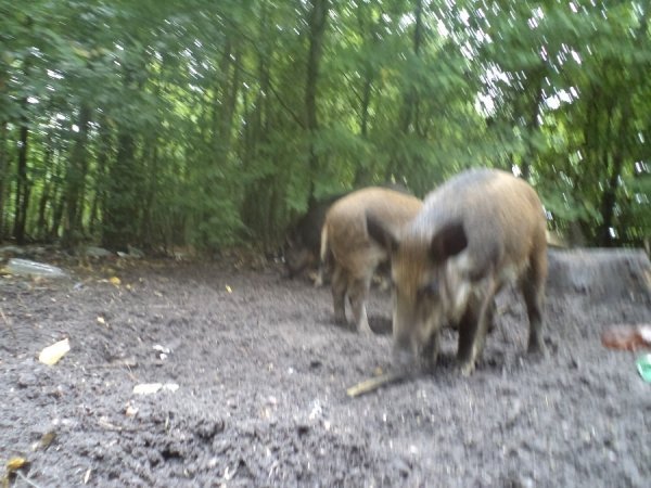 На Волині дикі кабани без страху розгулюють по селах